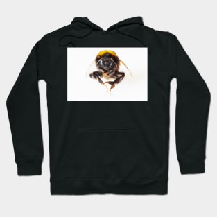 Bumble Bee Hoodie